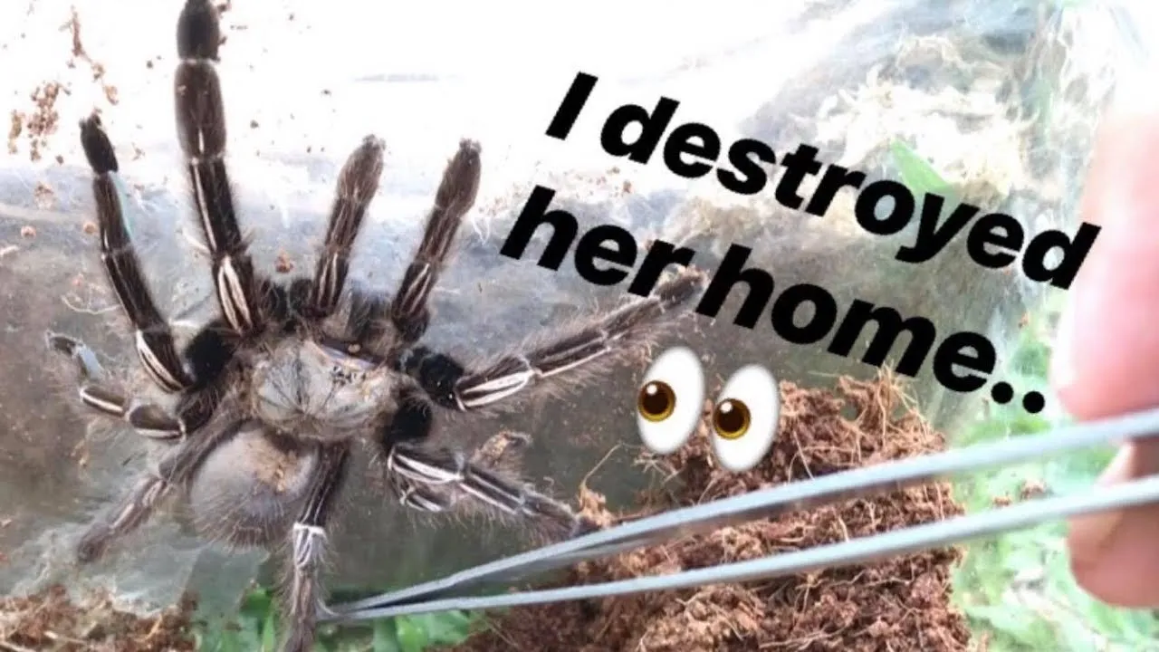 24145 tarantula capture and release