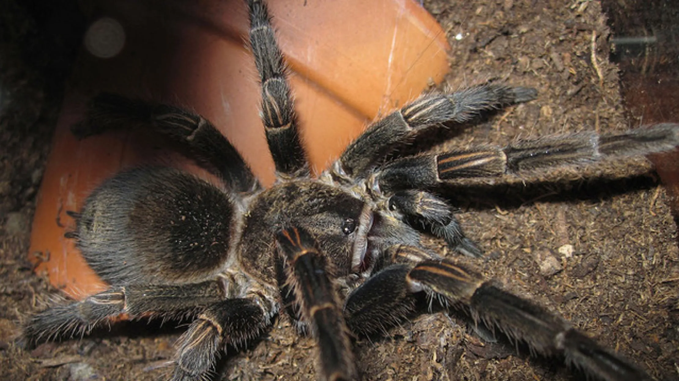 24147 tarantula bite symptoms
