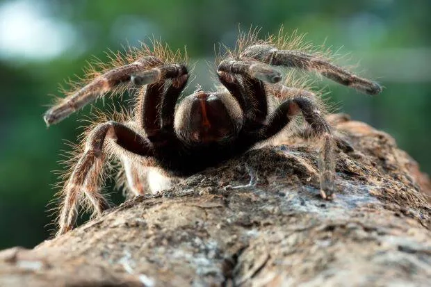 /img/24147-tarantula-evolution.webp