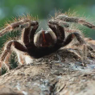 /img/24147-tarantula-evolution.webp