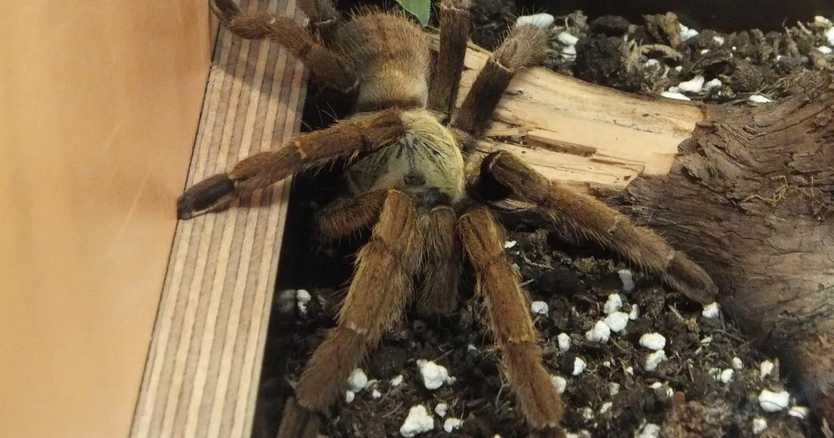 24147 tarantula fang injection