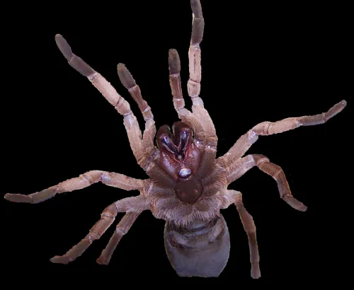 24147 tarantula venom research