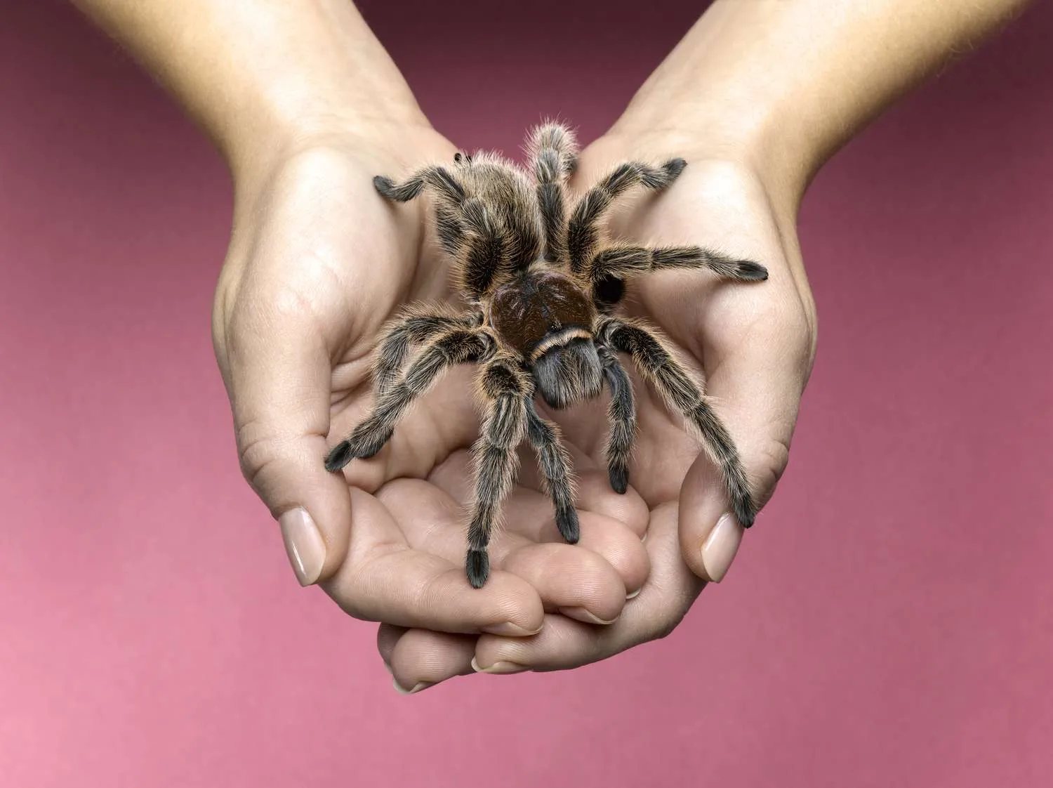 24148 tarantula close up