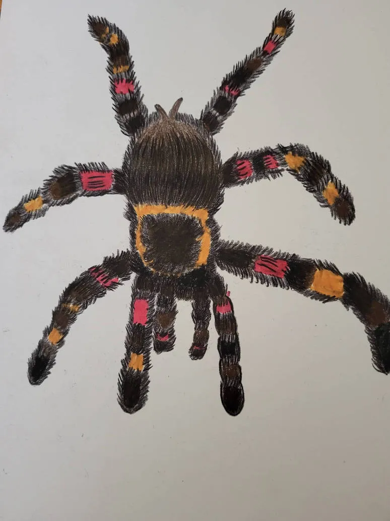 /img/24149-tarantula-tattoo-aftercare.webp