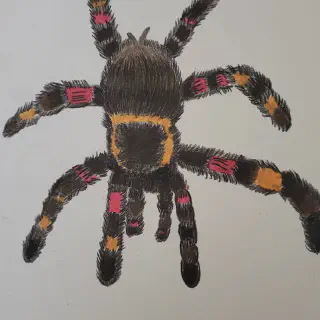 /img/24149-tarantula-tattoo-aftercare.webp