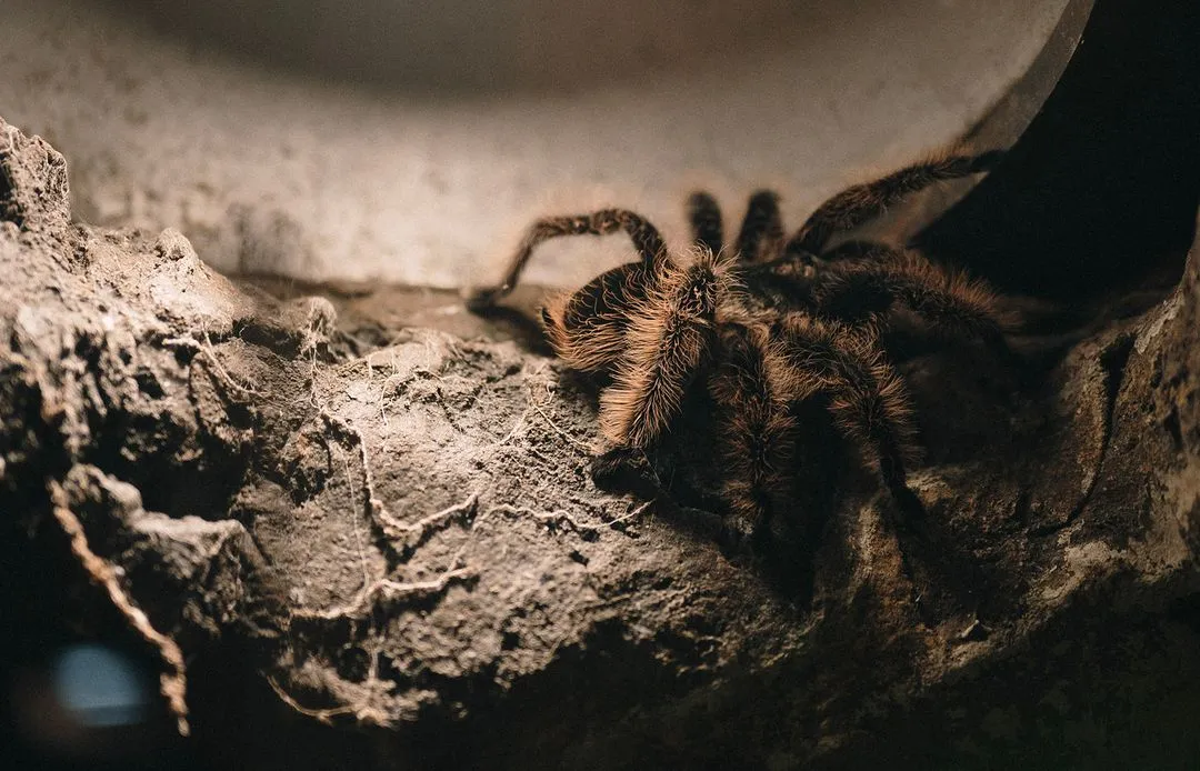24150 mexican curly hair tarantula enclosure