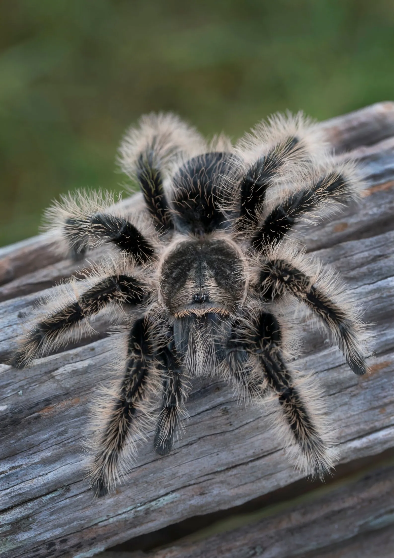 24150 mexican curly hair tarantula feeding