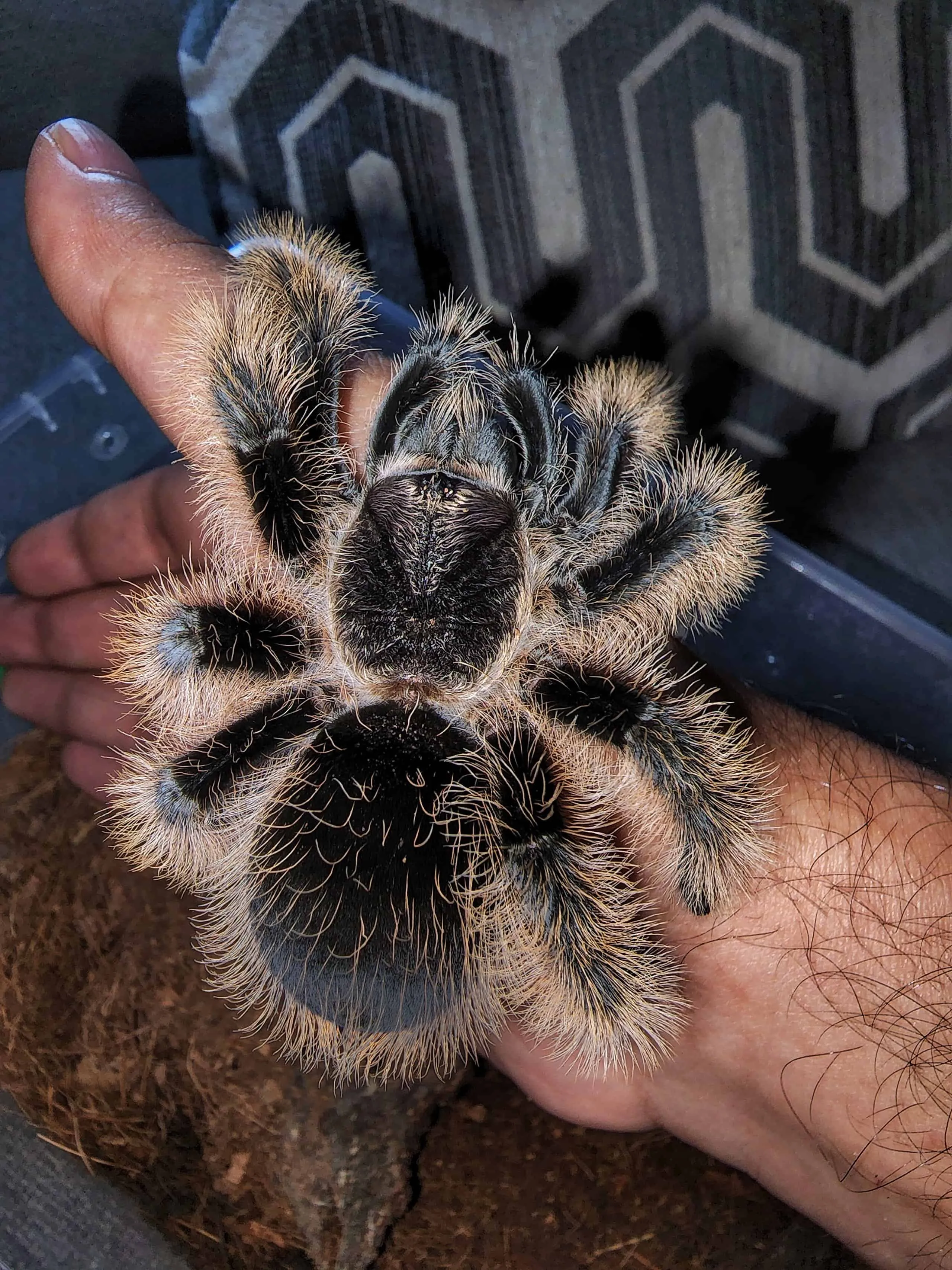 24150 mexican curly hair tarantula handling