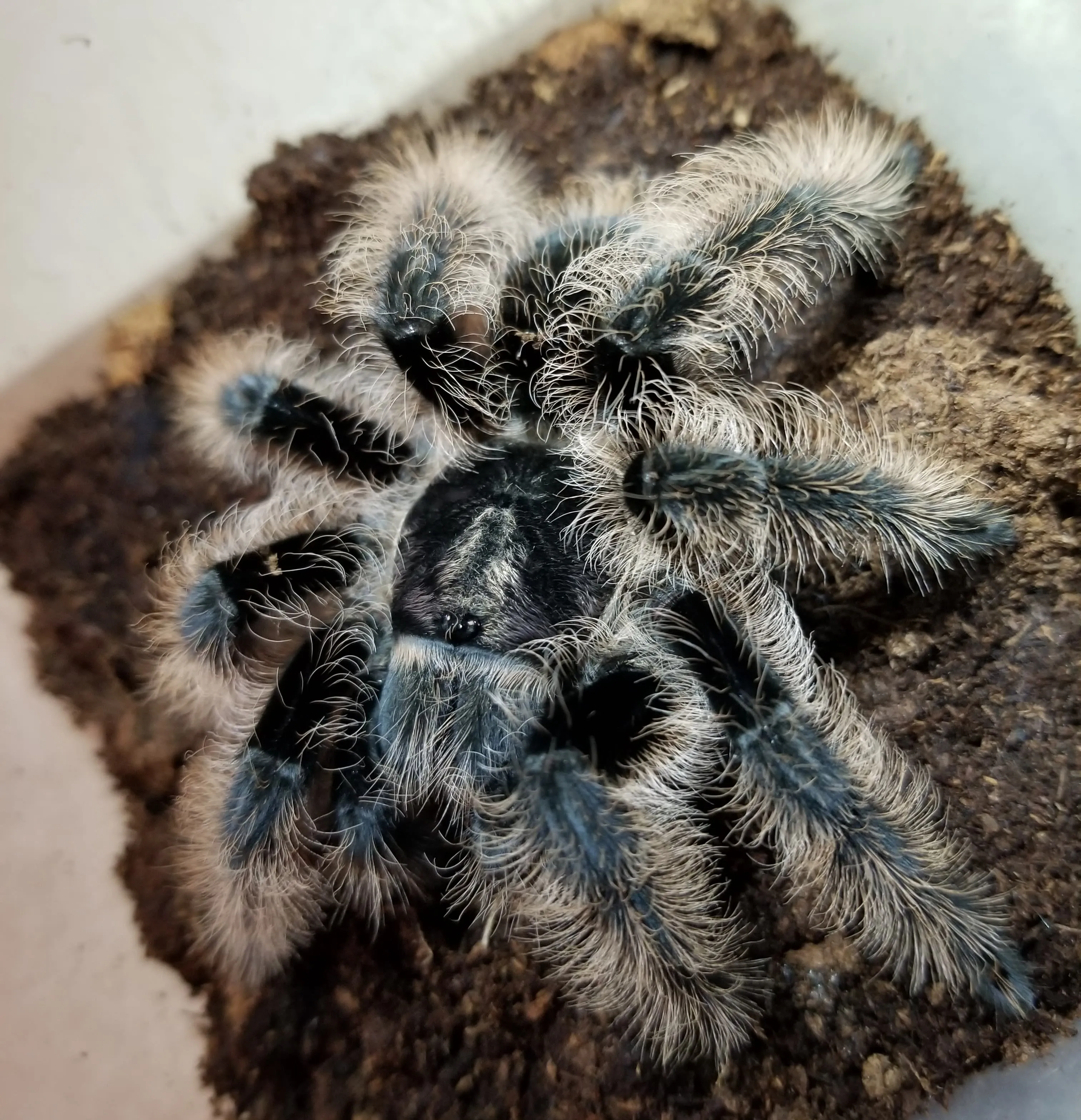 24150 mexican curly hair tarantula molting
