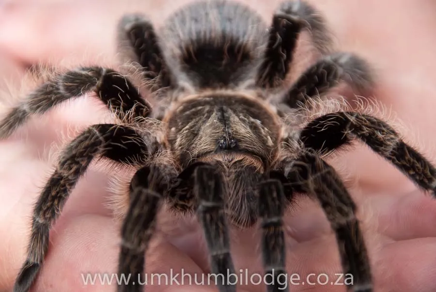 /img/24150-mexican-curly-hair-tarantula-spiderling.webp