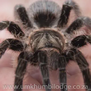 /img/24150-mexican-curly-hair-tarantula-spiderling.webp