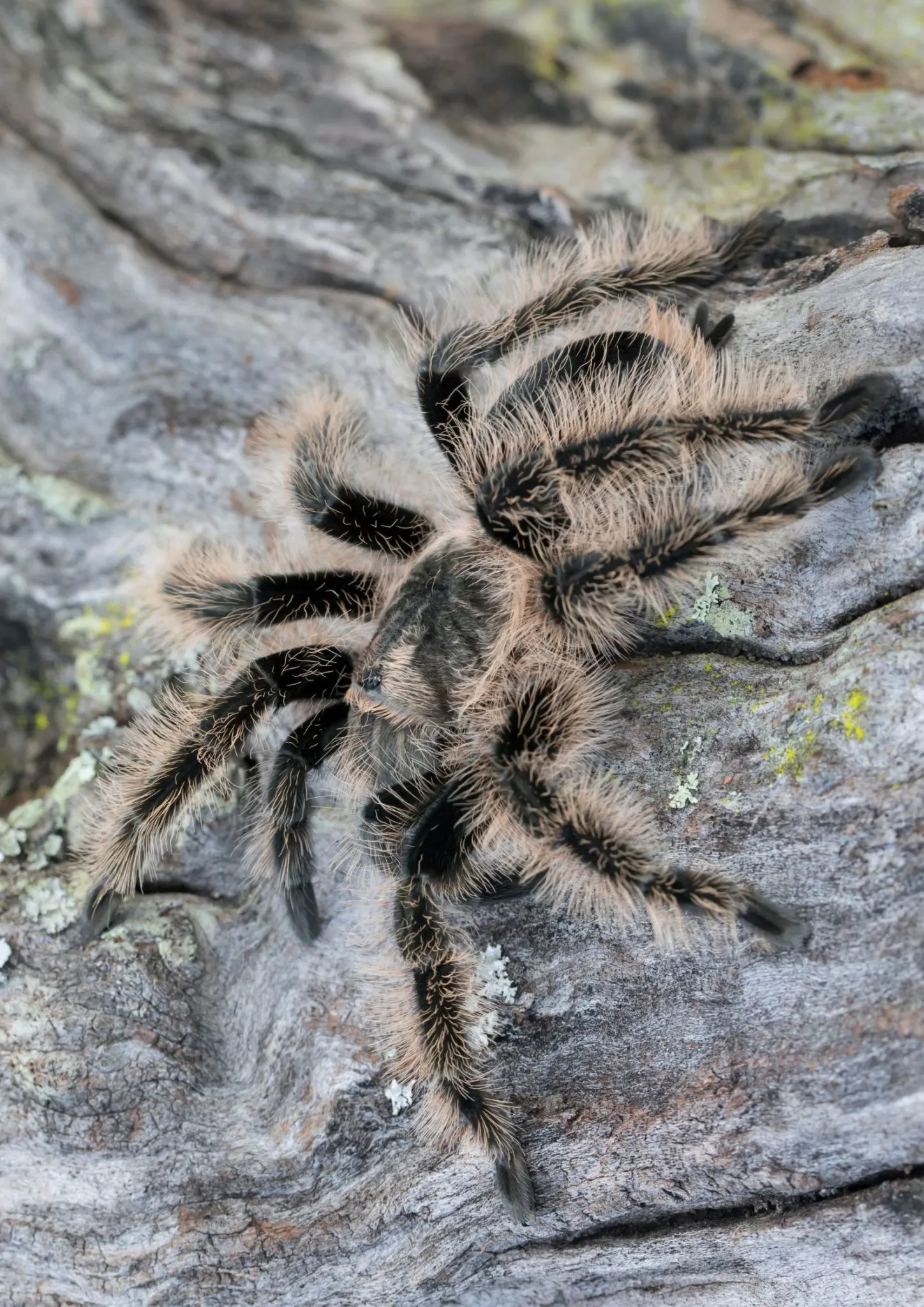24150 mexican curly hair tarantula water