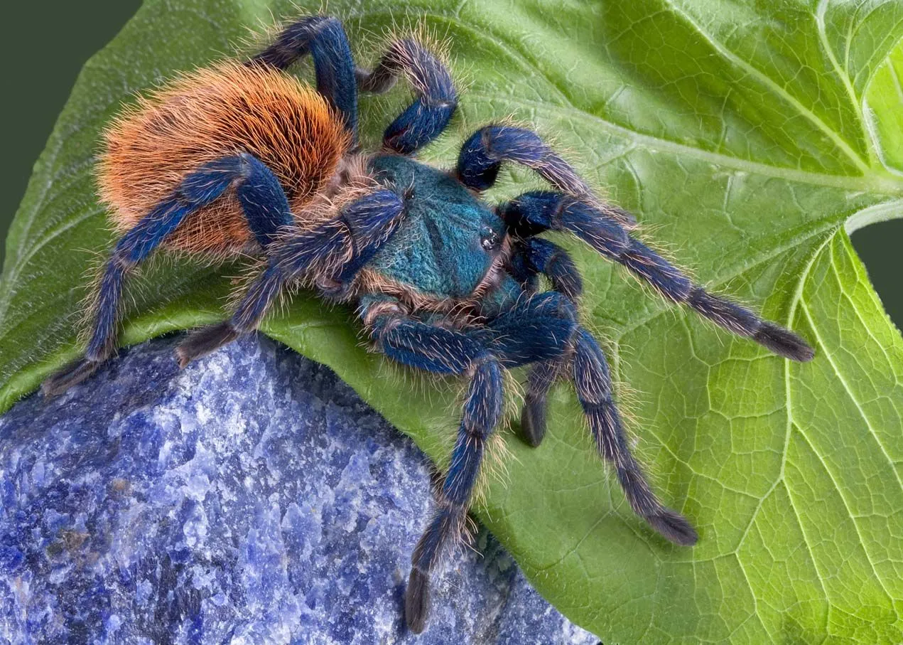 24151 greenbottle blue tarantula appearance