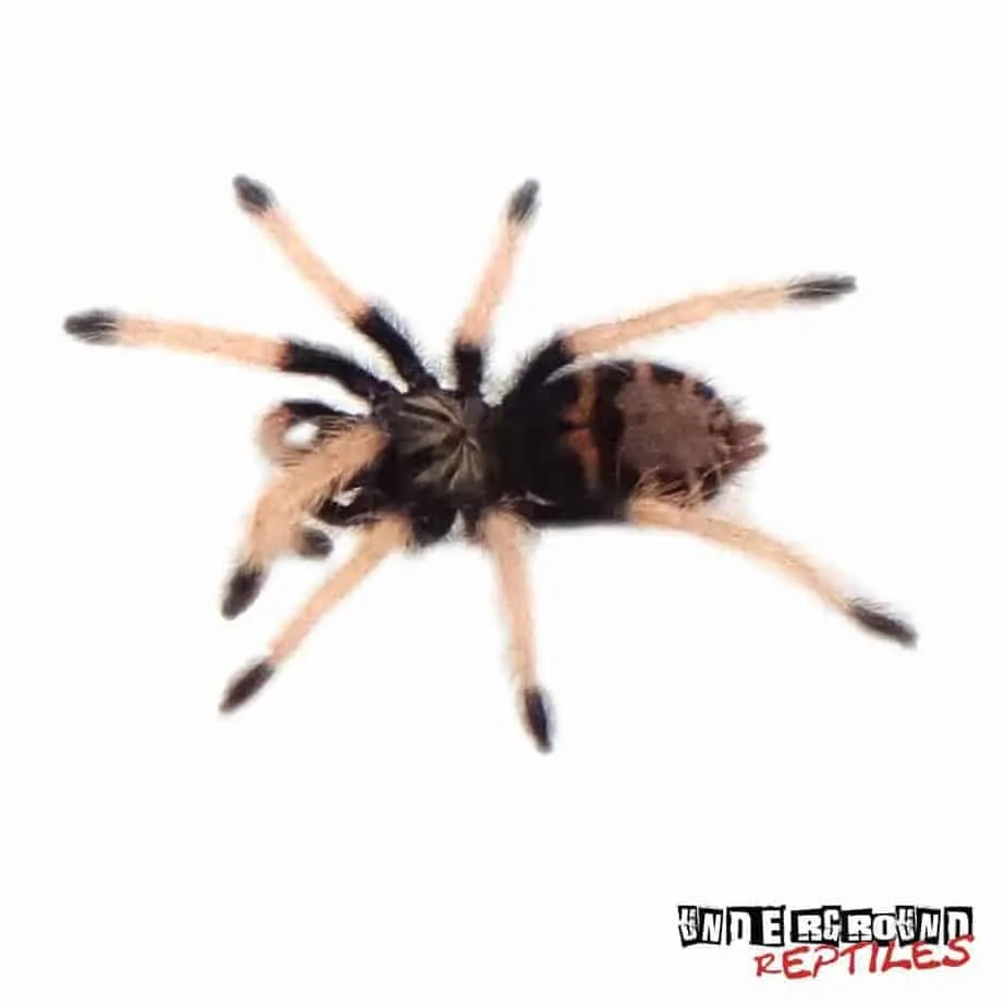 24151 greenbottle blue tarantula enclosure