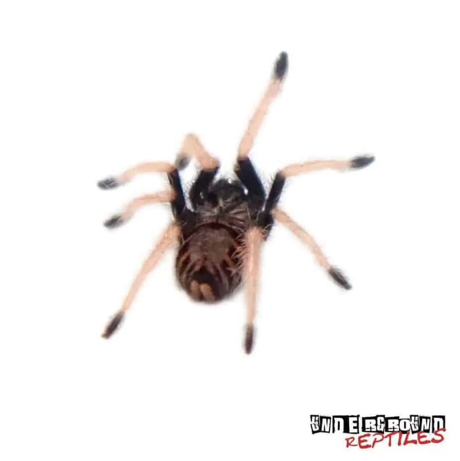 24151 greenbottle blue tarantula feeding