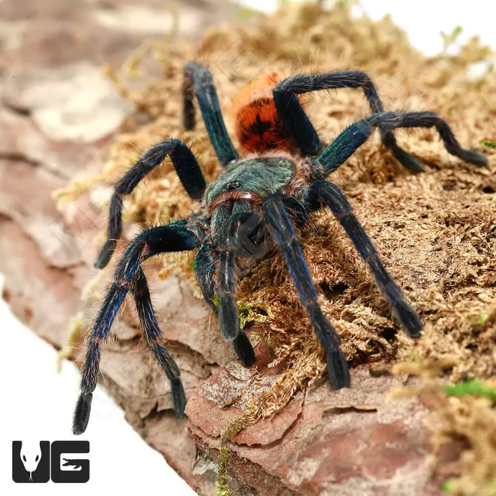 24151 greenbottle blue tarantula handling