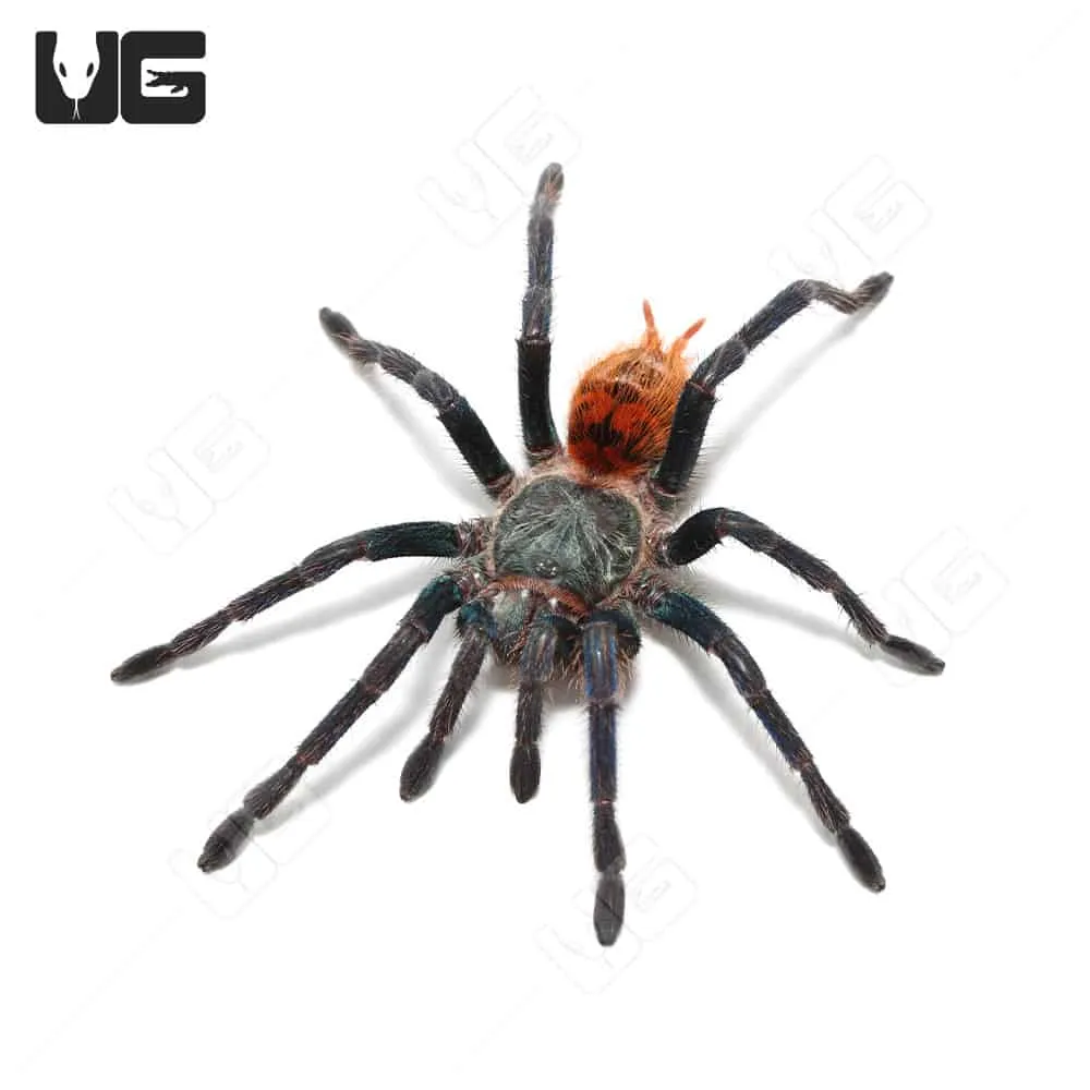 24151 greenbottle blue tarantula molting