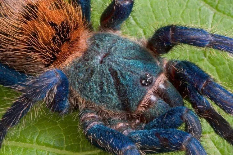 24151 greenbottle blue tarantula overview