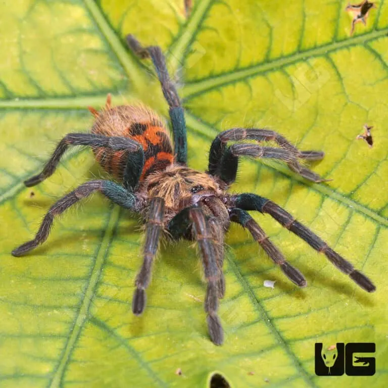 /img/24151-greenbottle-blue-tarantula-spiderlings.webp