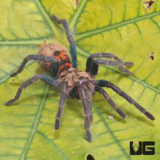 /img/24151-greenbottle-blue-tarantula-spiderlings.webp