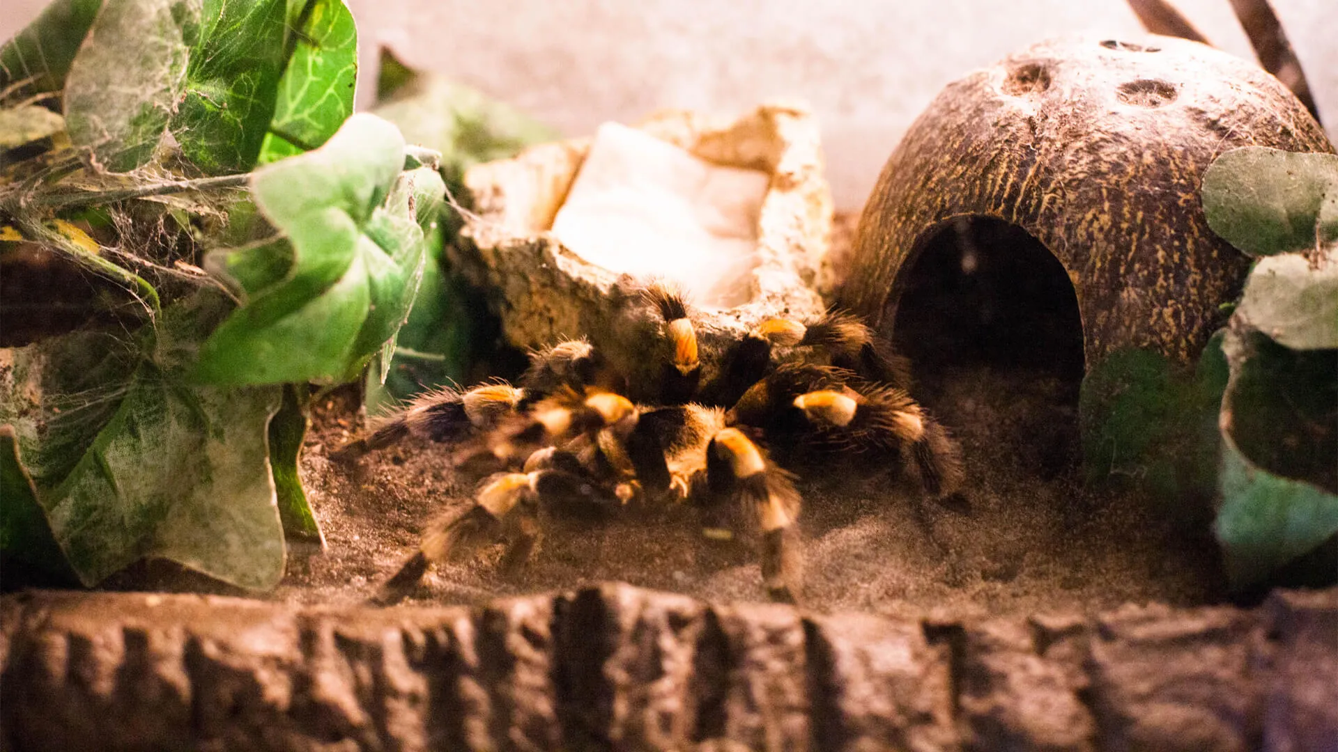 24154 redknee tarantula enclosure