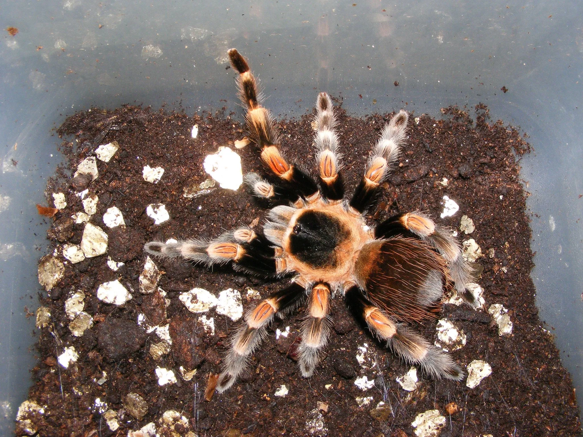 24154 redknee tarantula feeding