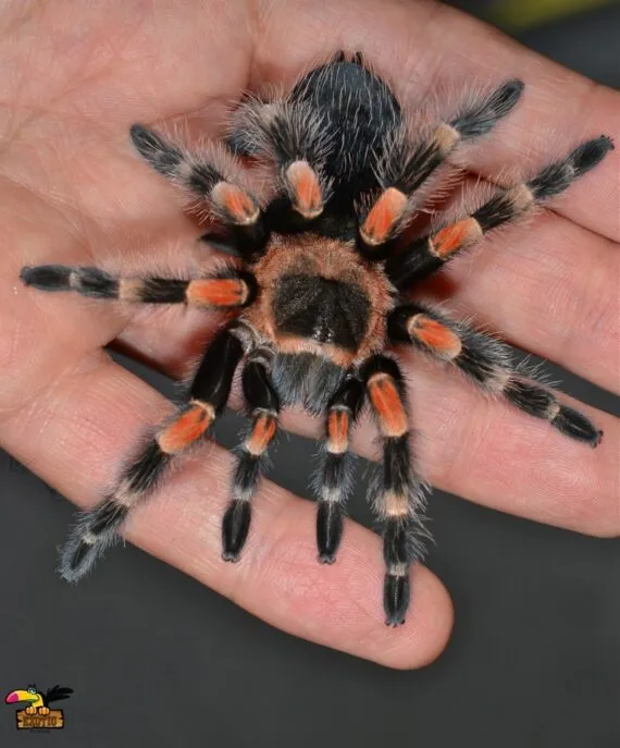 24154 redknee tarantula florida