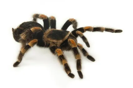 24154 redknee tarantula handling