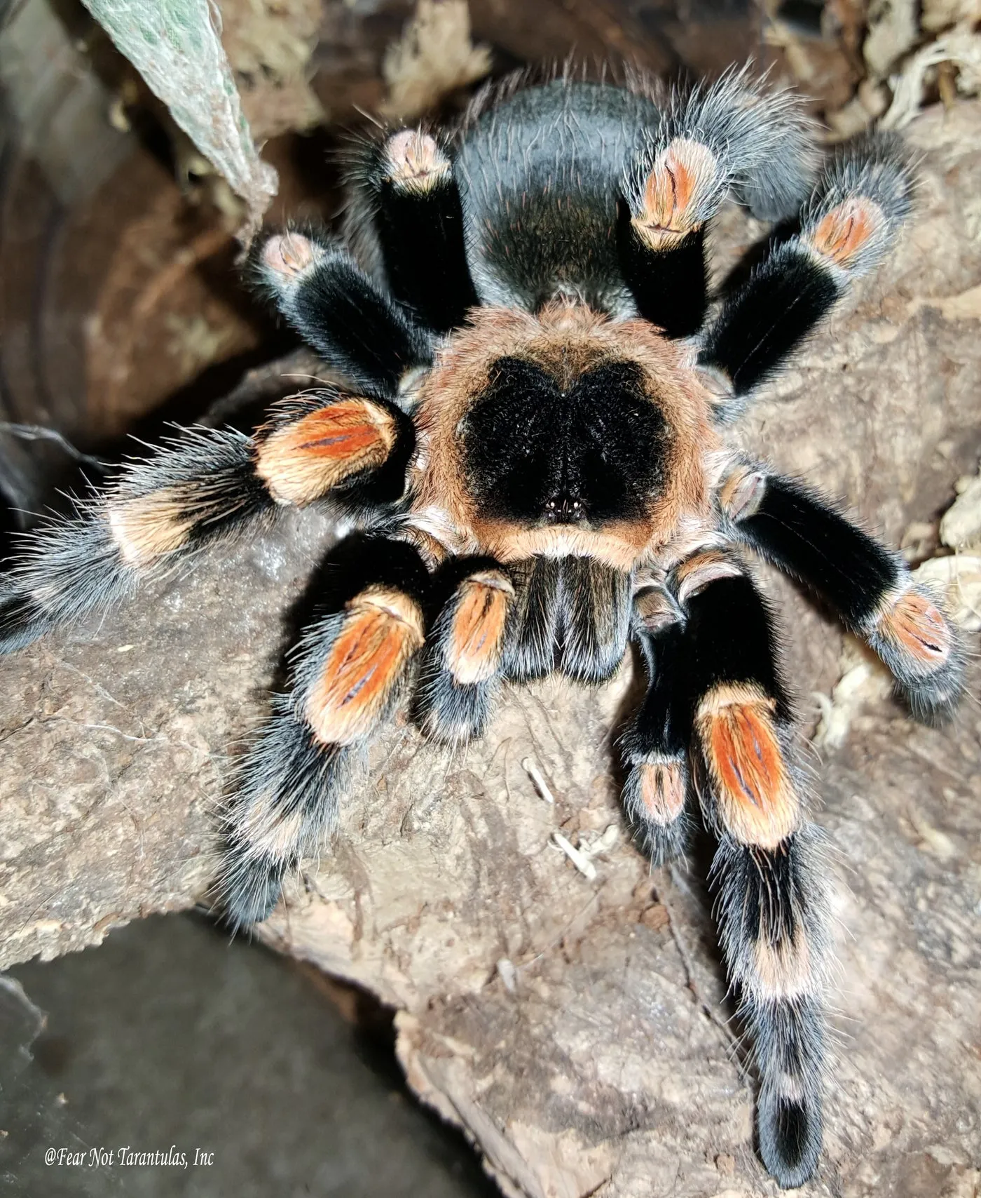 /img/24154-redknee-tarantula-humidity.webp