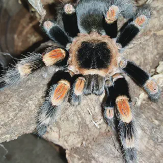 /img/24154-redknee-tarantula-humidity.webp