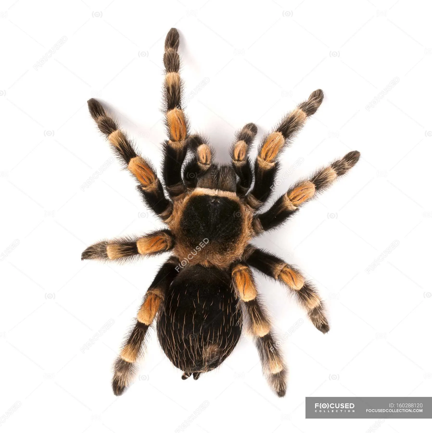 24154 redknee tarantula molting
