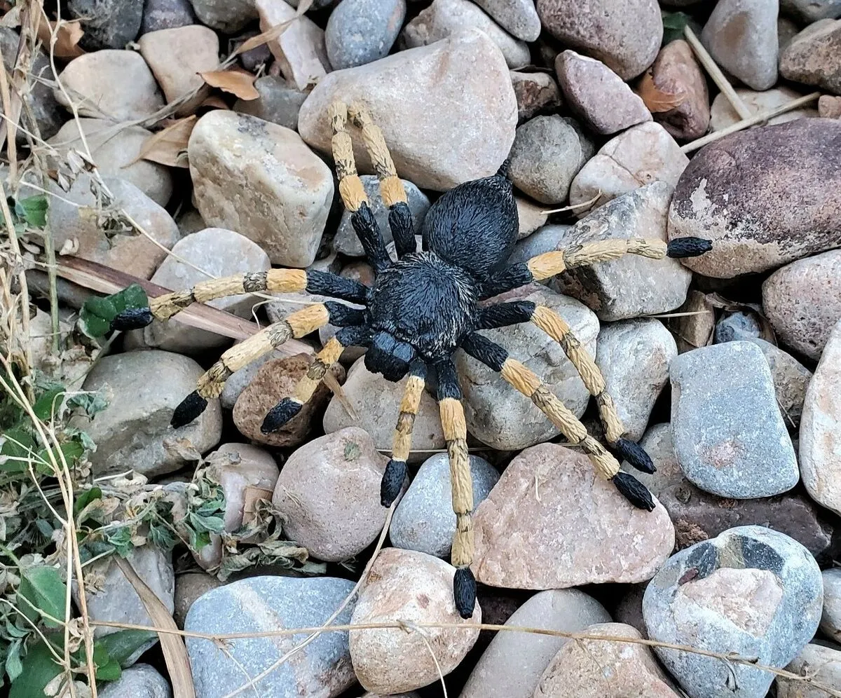 24154 redknee tarantula substrate