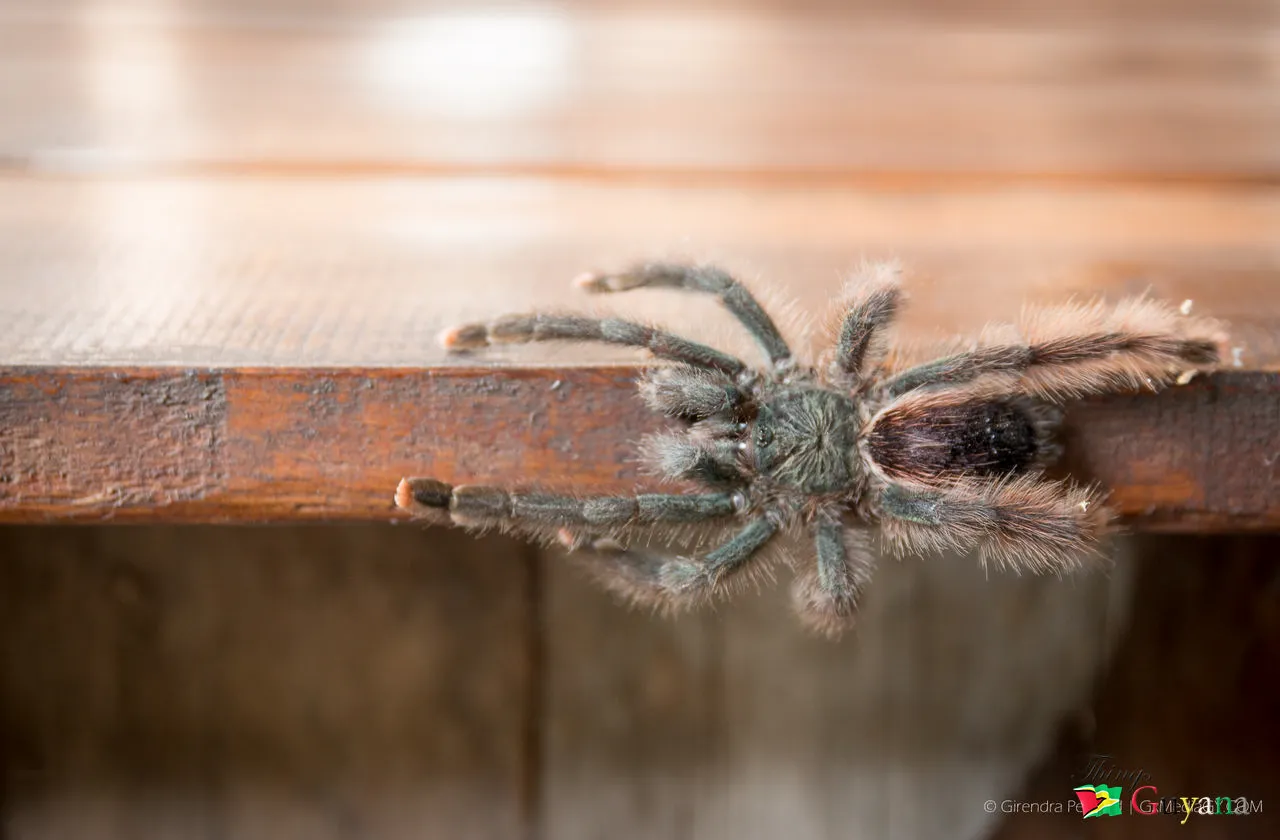 24158 guyana pinktoe tarantula enclosure