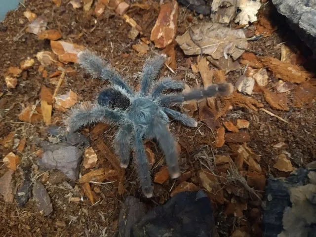 24158 guyana pinktoe tarantula feeding