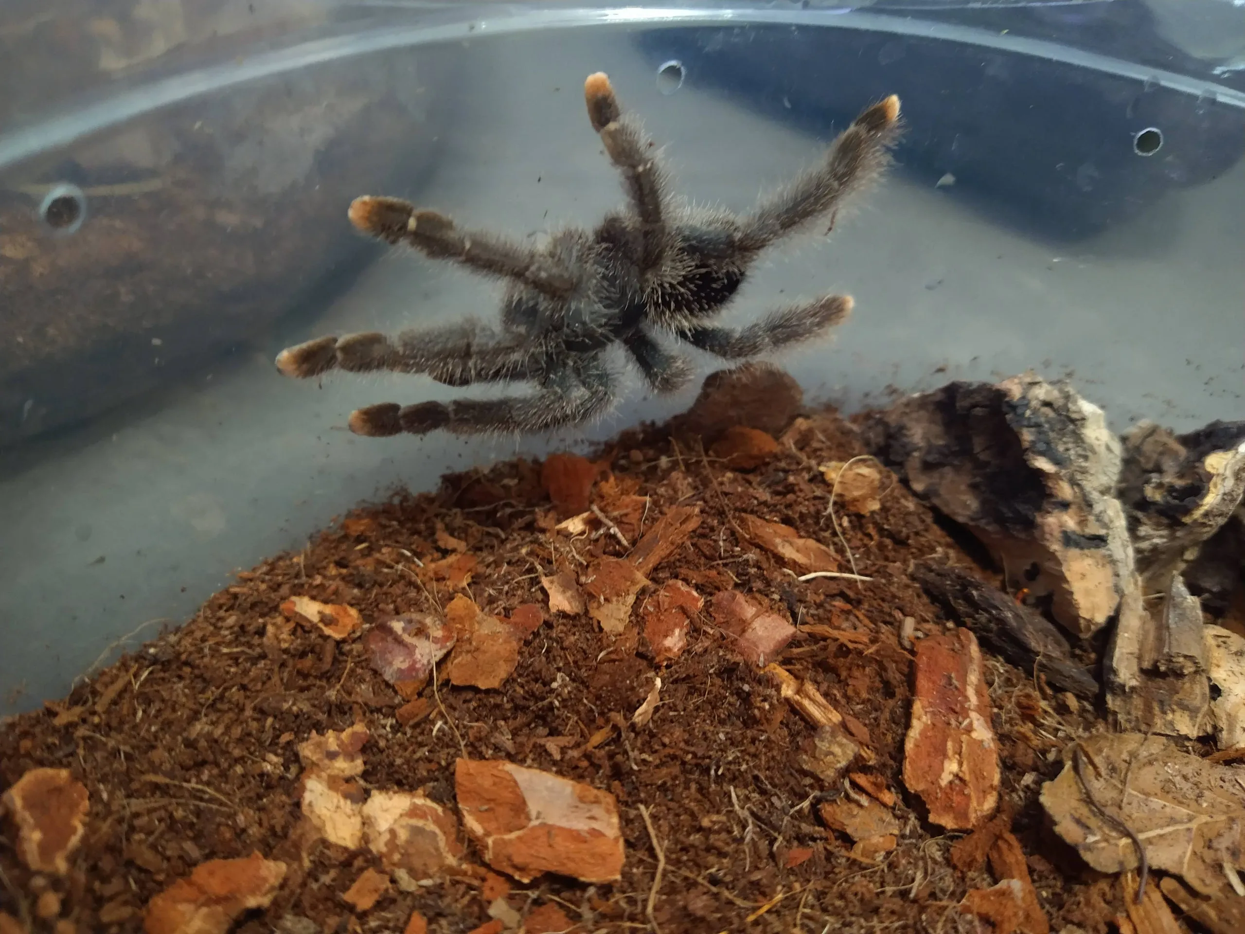 24158 guyana pinktoe tarantula handling