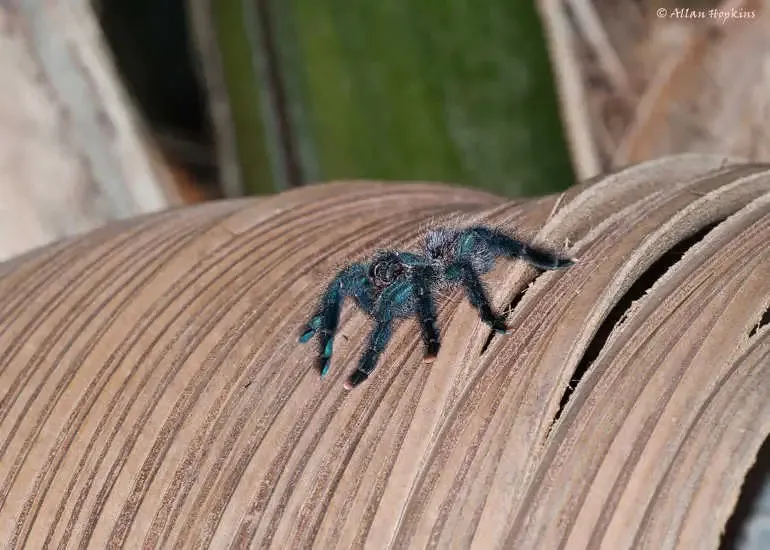 24158 guyana pinktoe tarantula health