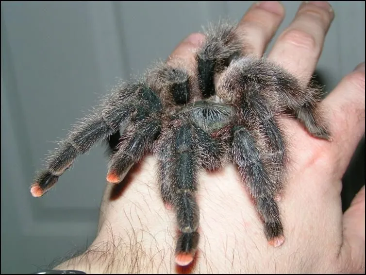 24158 guyana pinktoe tarantula molting