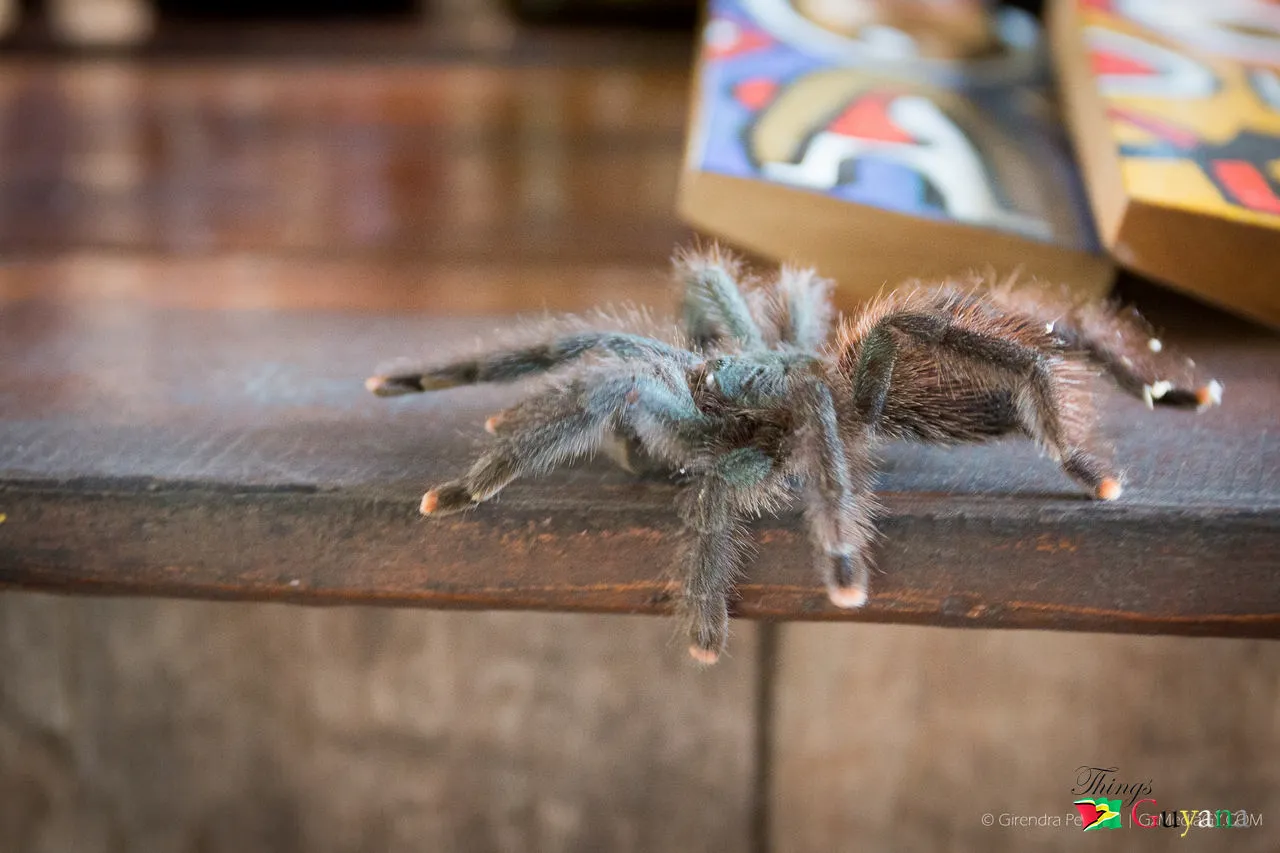 /img/24158-guyana-pinktoe-tarantula-substrate.webp