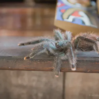 /img/24158-guyana-pinktoe-tarantula-substrate.webp