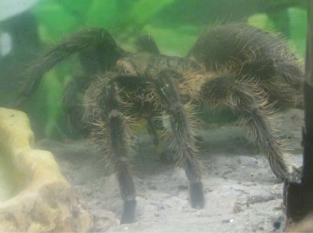 /img/24159-tarantula-dietary-needs.webp
