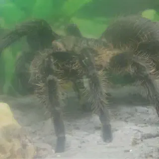 /img/24159-tarantula-dietary-needs.webp