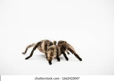 24159 tarantula feeding habits