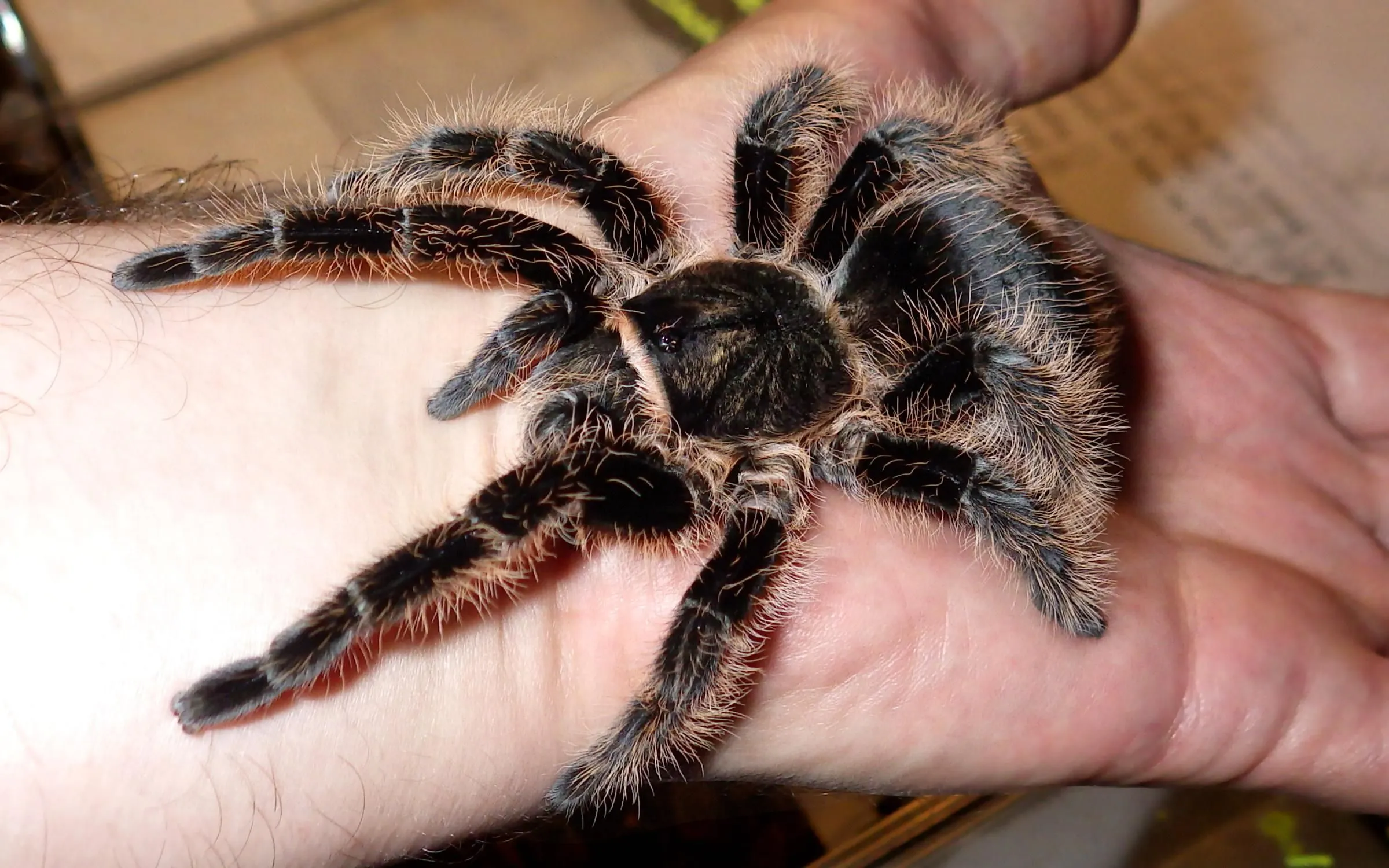 24159 tarantula growth stages