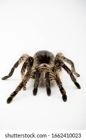 24159 tarantula molting process