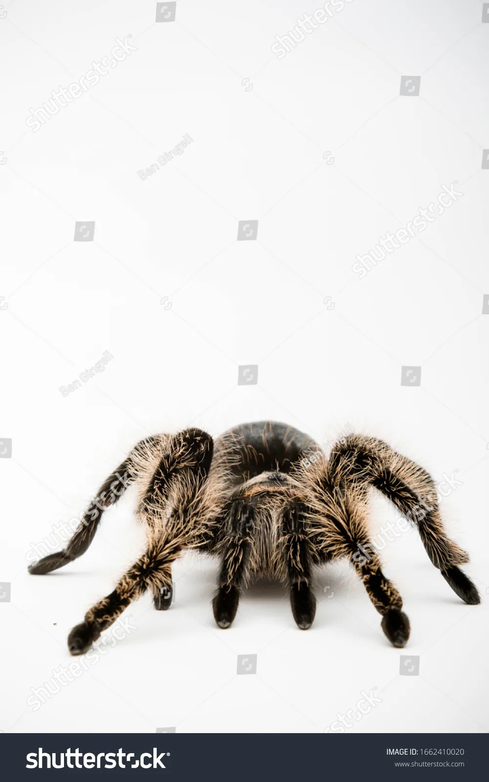 24159 tarantula temperature humidity