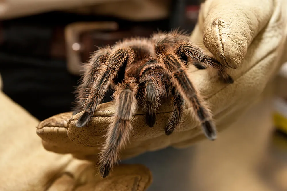 24160 tarantula feeding