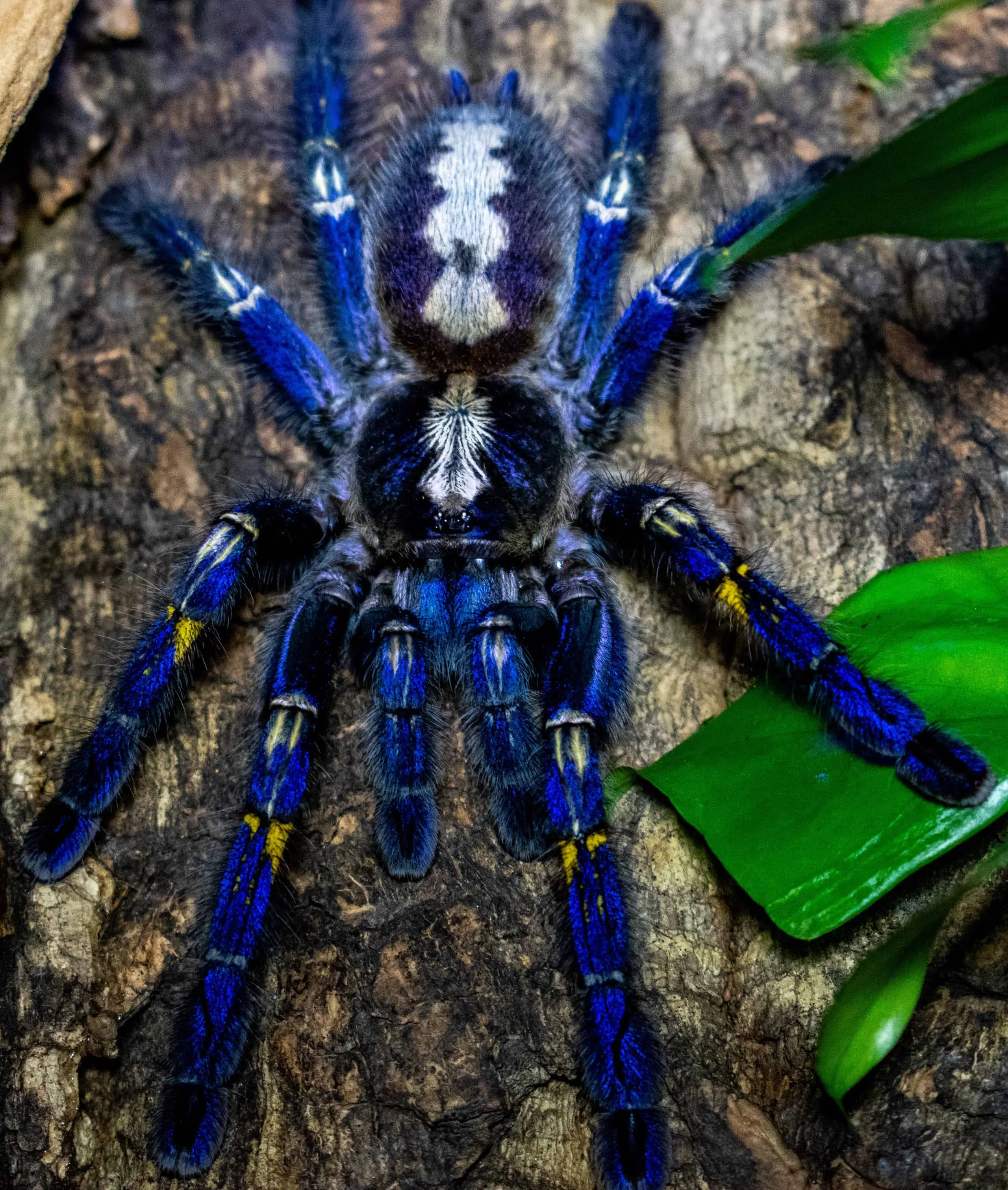24160 tarantula habitat setup