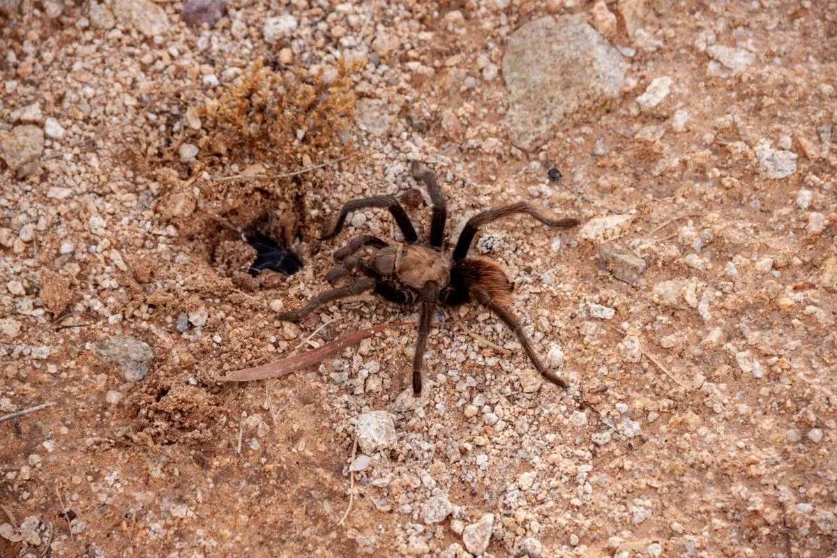 24160 tarantula handling