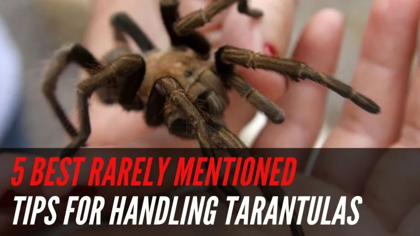 24160 tarantula health check