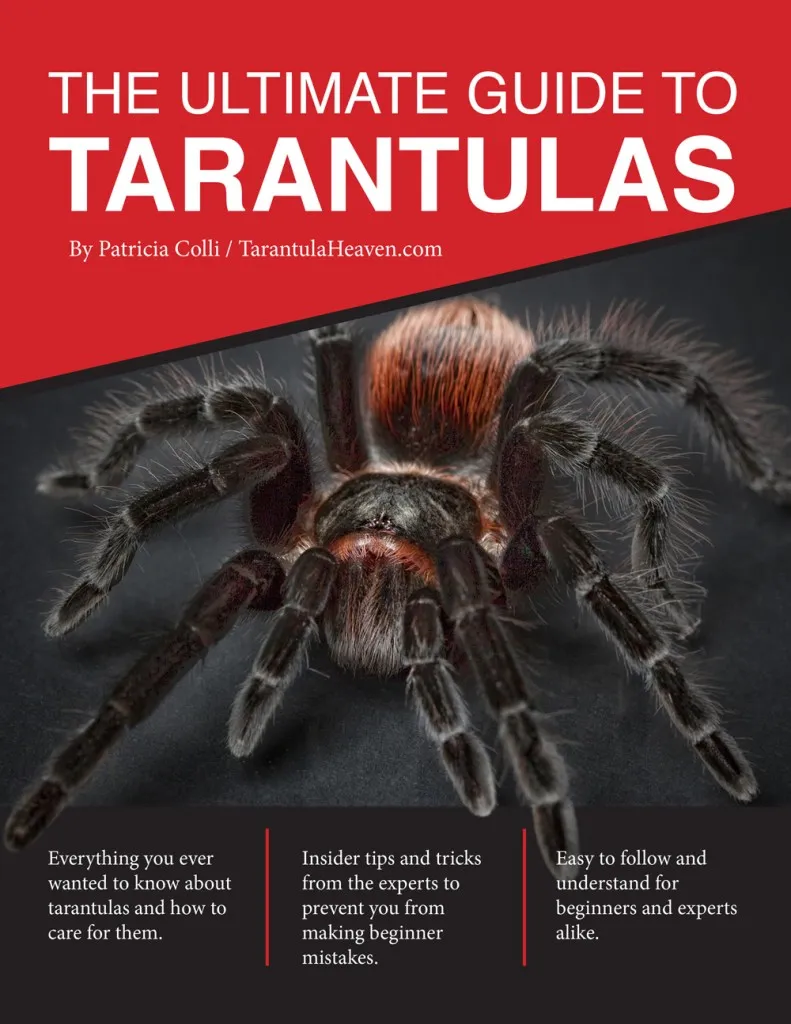 24160 tarantula in enclosure